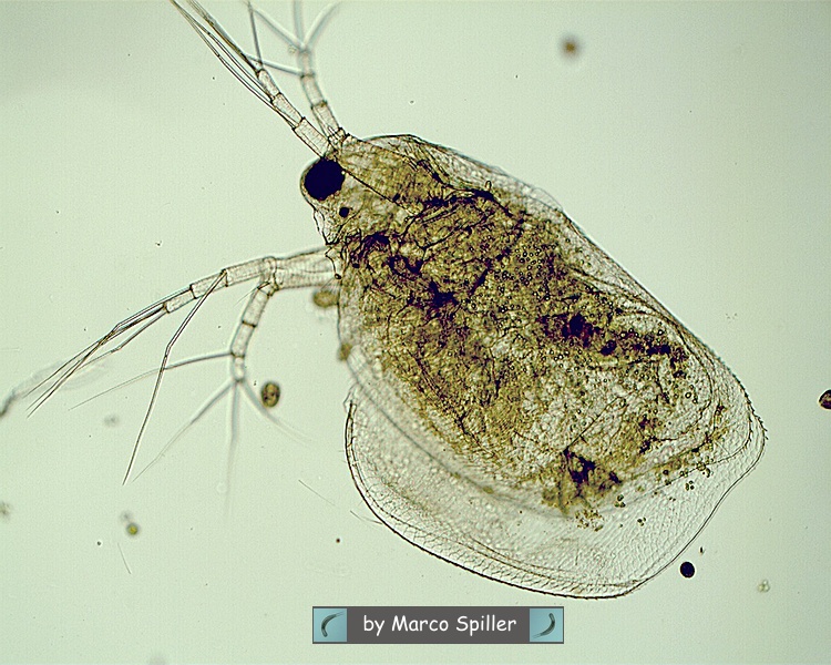 Cladocera: Ceriodaphnia ?